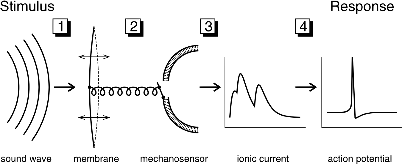 Steps from stimulus to response